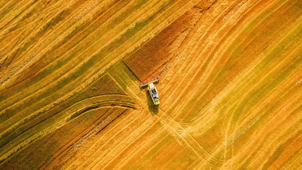 La foto del giorno: CHISSA' COSA NE SARA' DI QUEL CAMPO DI GRANO