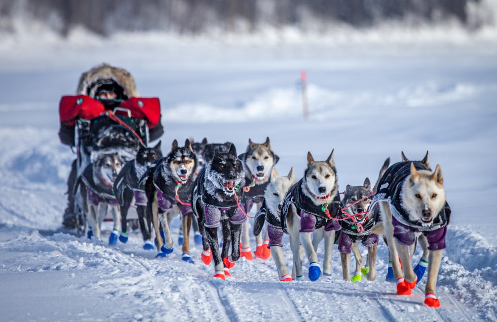 Storia degli Sport: SLEDOG