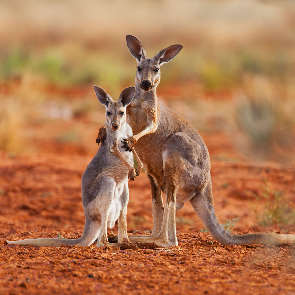 Australian Open alla 